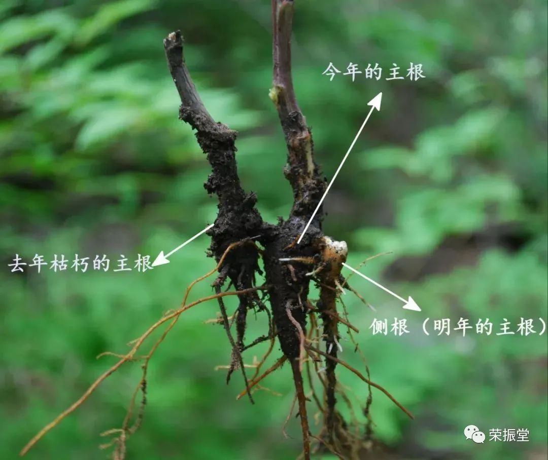 A Detailed Discussion on Chinese Herbal Medicine | Fu Zi (Aconite)