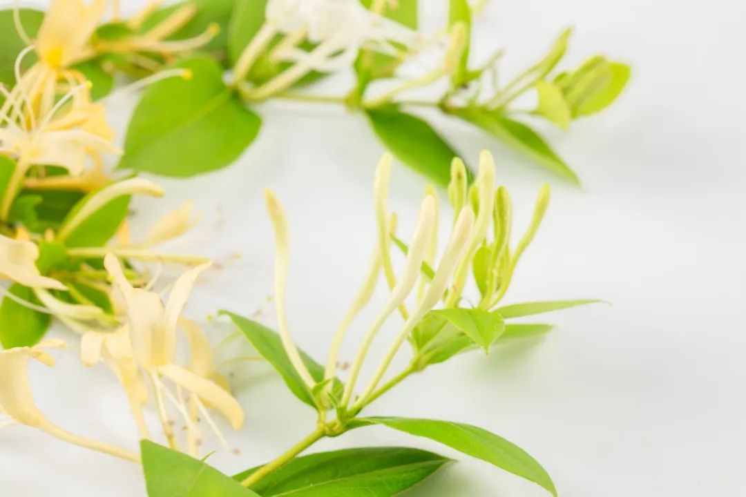 Distinguishing Between Jin Yin Hua and Shan Yin Hua in Traditional Chinese Medicine