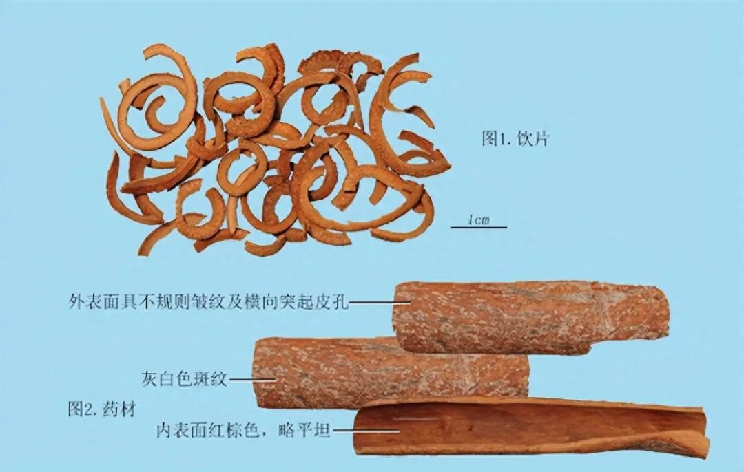 Identification of Cinnamon in Traditional Chinese Medicine