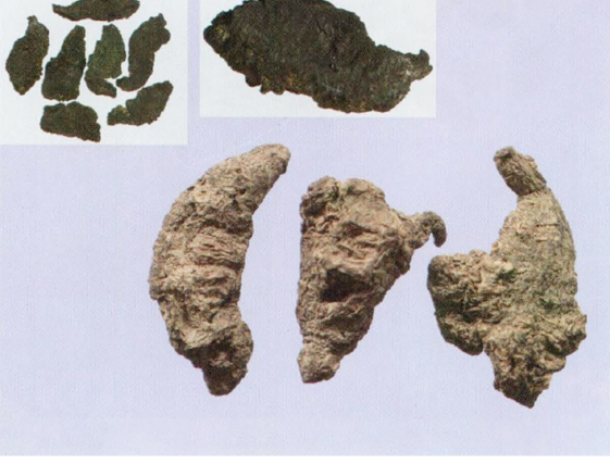 Daily Chinese Medicine: Shu Di Huang (Rehmannia Glutinosa) for a Clear and Bright Present