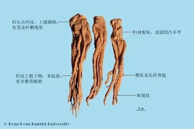 Daily Herb | Angelica Sinensis