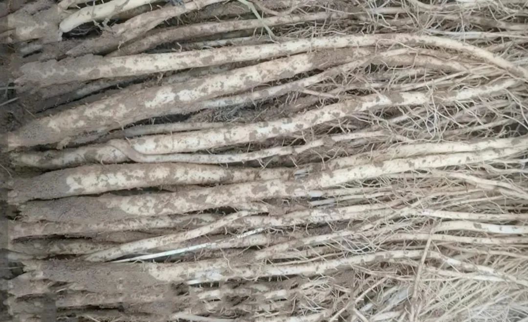 Key Points for Growing Codonopsis (Dang Shen)