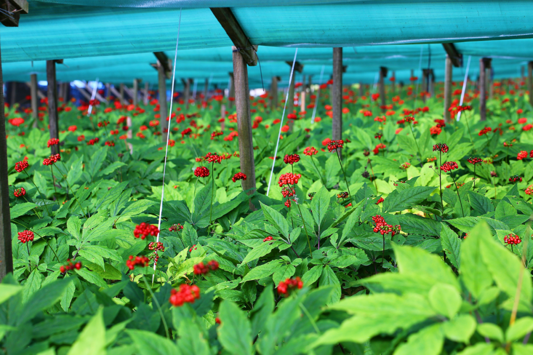 Ginseng | A Comprehensive Guide to Classification