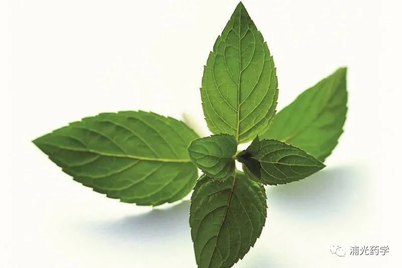 Weekly Herb: Lian Qiao (Forsythia)