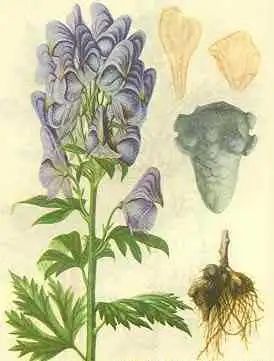 The Efficacy and Toxicity of Aconite