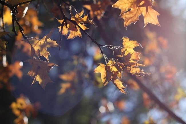 Attention Individuals with Yin Deficiency: Don't Miss the Best Season for Nourishing Yin!