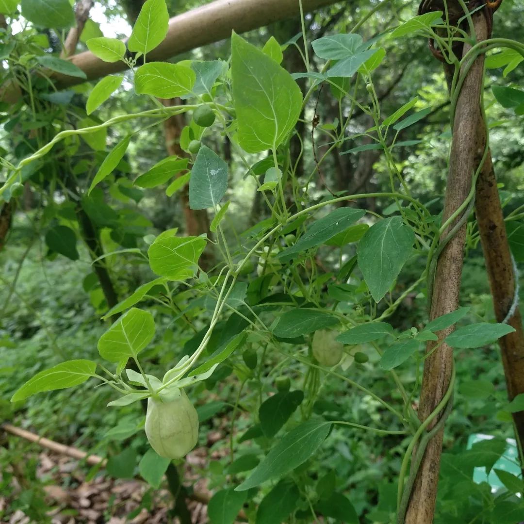Codonopsis pilosula: A Comprehensive Overview of Its Benefits and Uses