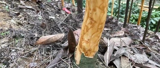 The Continued Ordinary Path of Cinnamon
