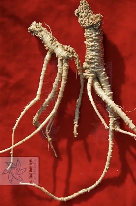 Introduction to Dang Shen (Codonopsis pilosula)