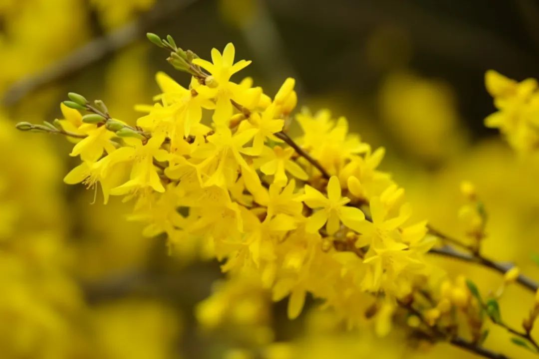 The TCM Perspective on Lian Qiao (Forsythia suspensa)