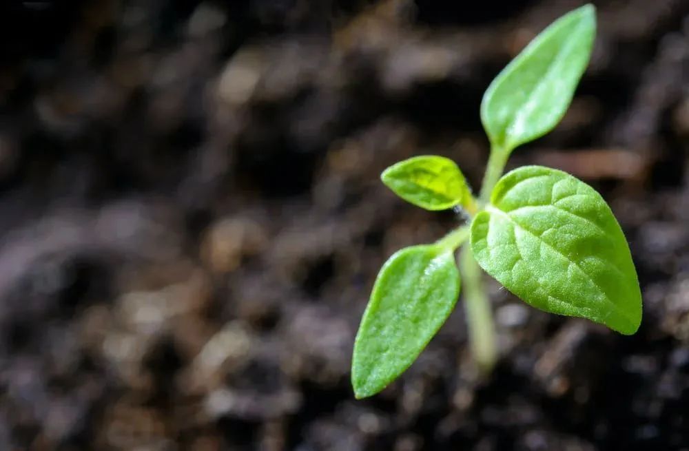 The Enigma of Chinese Medicine: The Regrets of "Bencao Gangmu" and the Lost Miraculous Herbs in History