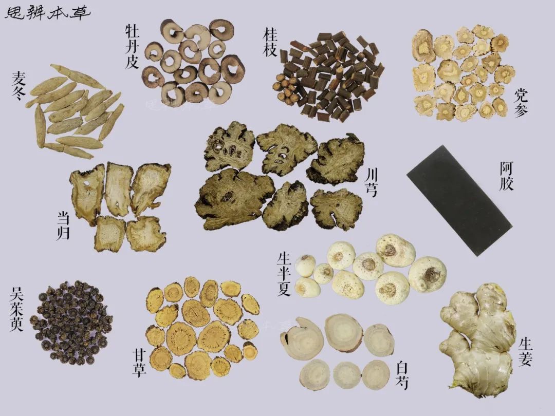 Angelica Sinensis | The Sacred Herb of Blood Restoration