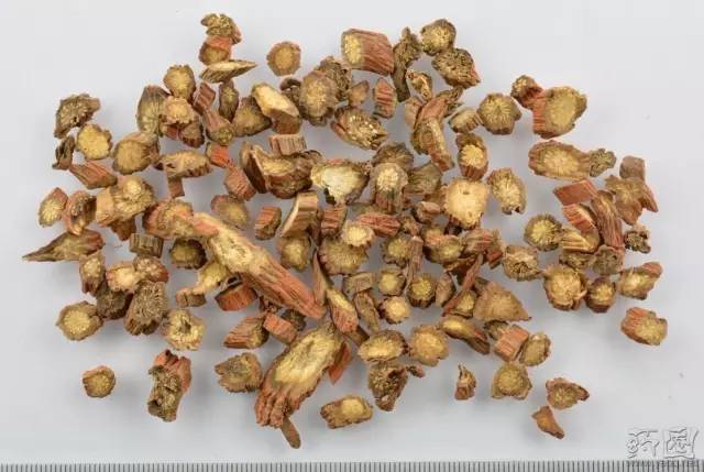 The Ultimate Blood Activator: Dan Shen (Salvia miltiorrhiza)