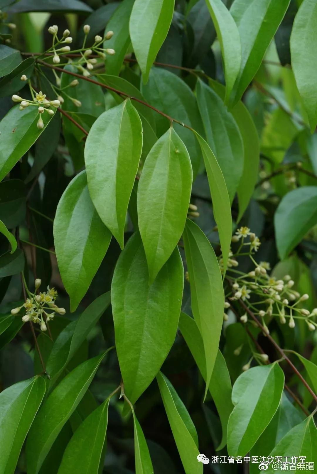 Cinnamon (Rou Gui): A Distinct Herb with Unique Clinical Efficacies