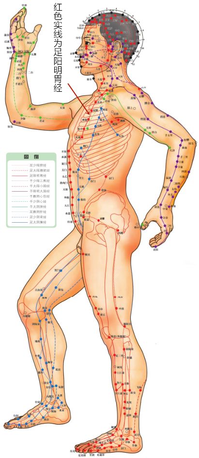 Acupoint Knowledge | Twelve Meridians: The Tian Shu Point of the Stomach Meridian