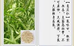Coix Seed (Yi Yi Ren): Benefits and Uses in Traditional Chinese Medicine