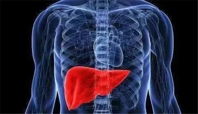 Understanding Cold Conditions in the Heart, Liver, and Kidneys in Traditional Chinese Medicine