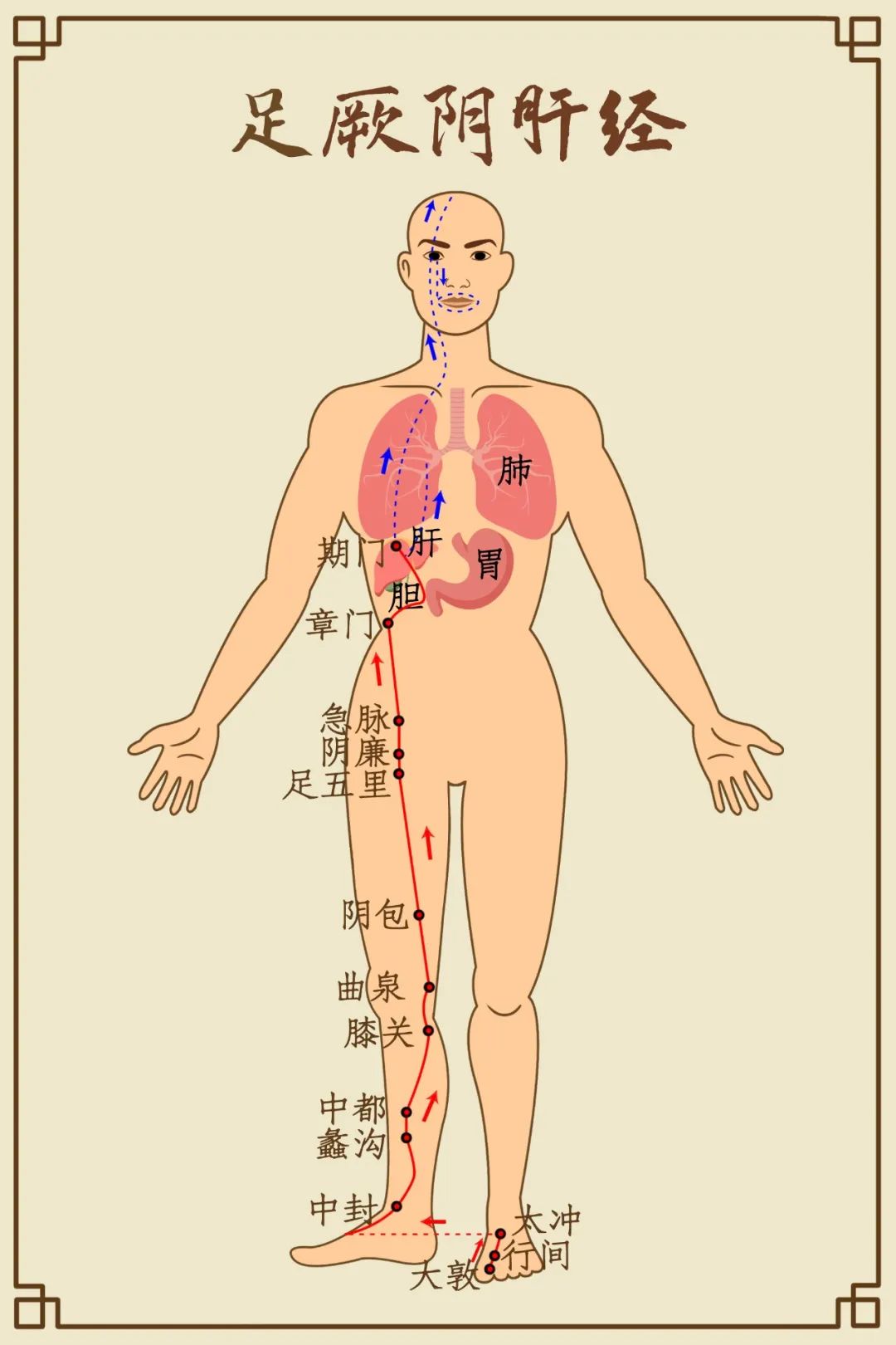 Comprehensive Diagram of Human Meridians (Recommended for Collection)