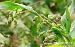 Lecture 142 on Chinese Herbal Medicine - Coix Seed