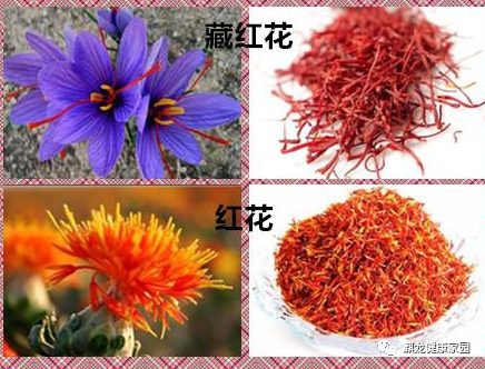 Common Medicinal Herb: Safflower (Honghua)