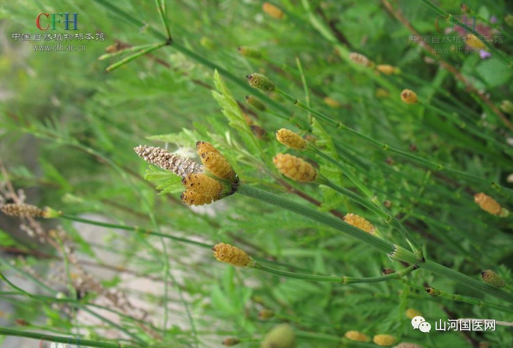 Bencao Gangmu: Mù Zéi (Equisetum) Overview and Applications