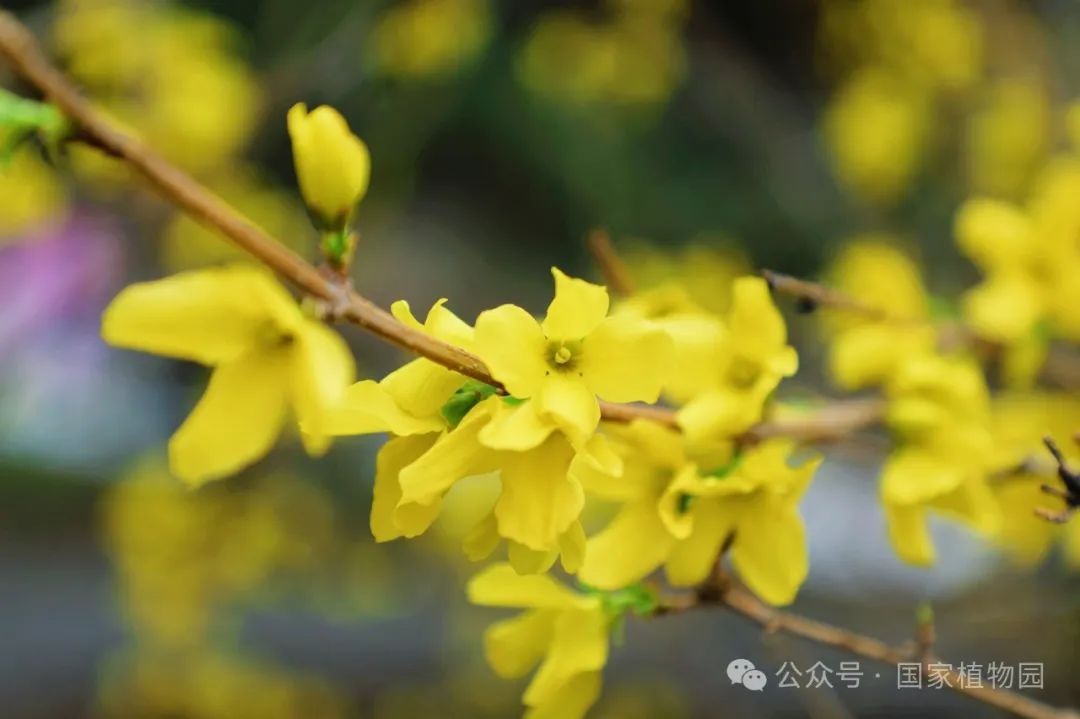 Spring or Forsythia? Distinguishing Their True Appearance