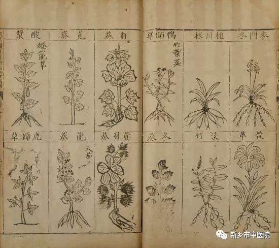 Why the Compendium of Materia Medica is More Than Just a Medical Book, but an Encyclopedia!