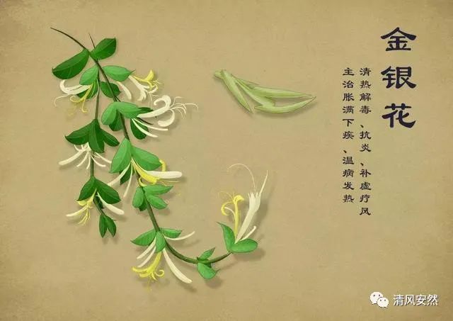 10 Remarkable Uses of Honeysuckle for Family Health - A Must-Read!