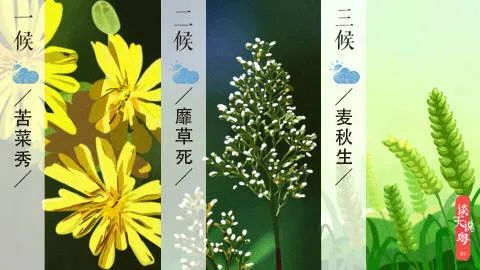 Preparing for the Humid and Hot Days of the Year: Tips for Health During Xiaoman