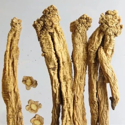 Ginseng and Its Substitute: The Benefits of Dang Shen for Qi and Blood Deficiency