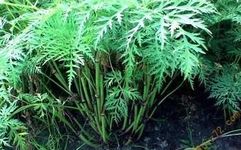 Daily Herb: Chuan Xiong (Ligusticum Chuanxiong)