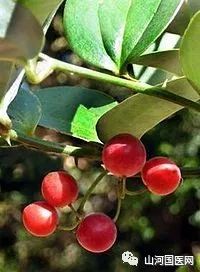 Bencao Gangmu: Bá Qiā (Smilax china)