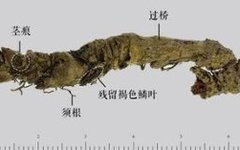 Traditional Chinese Medicine | The Antibiotic Properties of Chinese Herbs