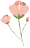 The Efficacy and Functions of Chuanxiong (Ligusticum chuanxiong)
