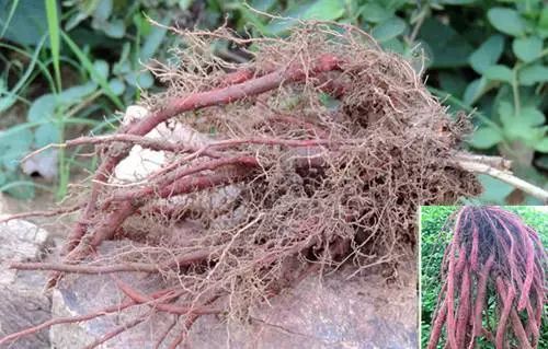 Dan Shen: A Herb with Benefits Comparable to Four Substances! Strengthening the Heart, Activating Blood Circulation, Promoting Tissue Regeneration, and Protecting the Brain - Affordable for Everyone!