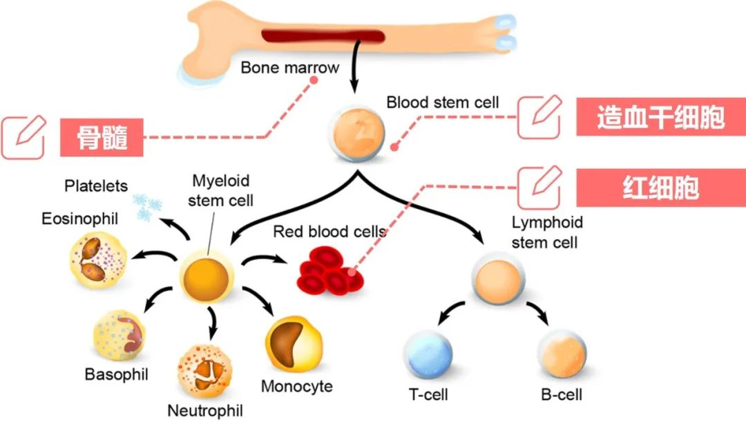 Understanding Anemia and Blood Nourishment: A Comprehensive Guide