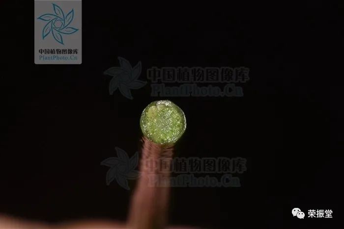 A Detailed Discussion on Chinese Herbal Medicine | Fu Zi (Aconite)