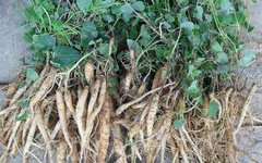 Understanding Codonopsis (Dang Shen) in Traditional Chinese Medicine
