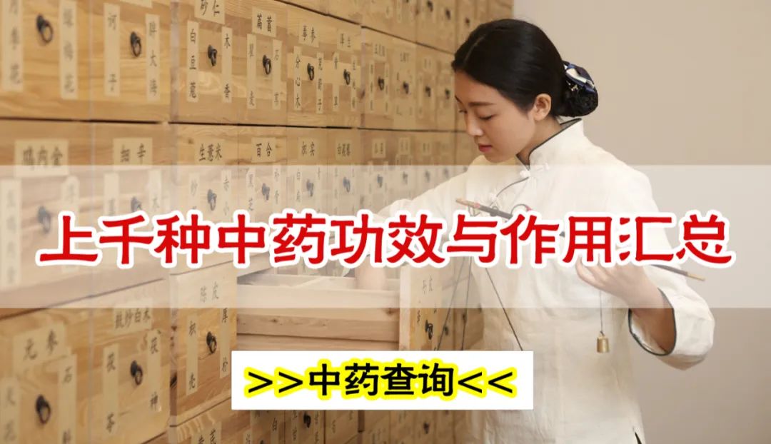 Understanding a Chinese Herb Daily: The Effects and Uses of Codonopsis (Dang Shen)! Proper Usage, Suitable Groups, and Contraindications