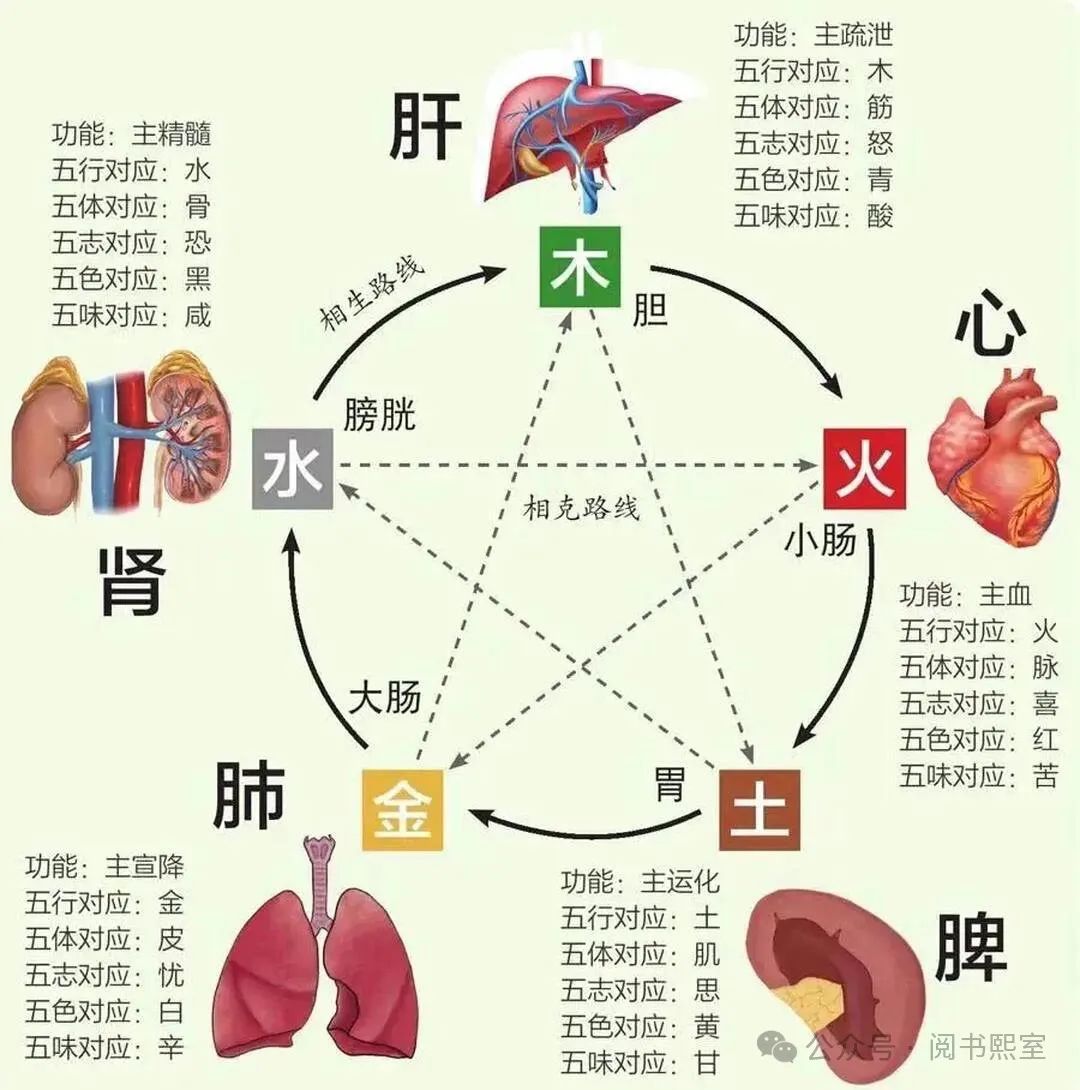 The Relationship Between the Five Elements and the Five Organs in the Huangdi Neijing