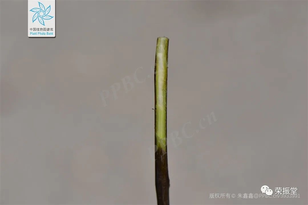 A Detailed Discussion on Traditional Chinese Medicine: Cang Zhu (Atractylodes)