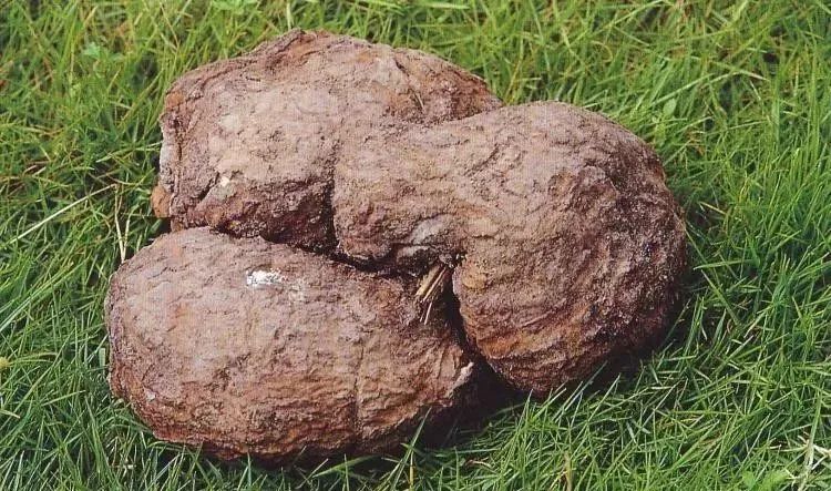Traditional Chinese Medicine: Fu Ling (Poria)