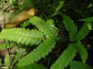 Exploring Chinese Medicinal Herbs: A Journey into the Compendium of Materia Medica (Part II)