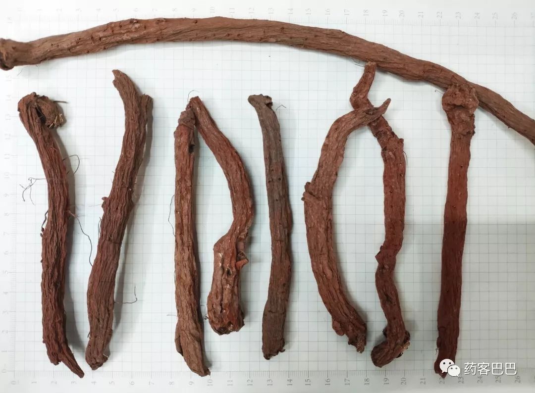 In-Depth Understanding of Dan Shen (Salvia miltiorrhiza)