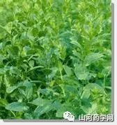 Traditional Chinese Medicine: Cang Zhu (Atractylodes)