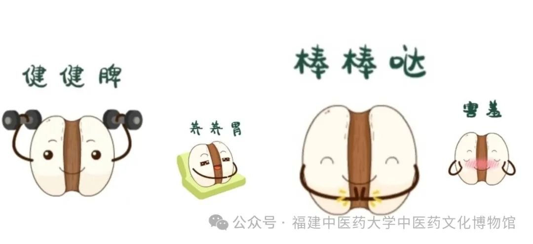 Fujian Medicinal Herb - Coix Seed