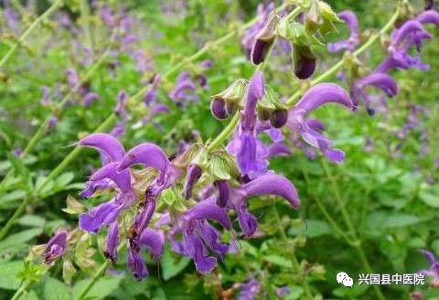 Rational Application of Danshen (Salvia miltiorrhiza)