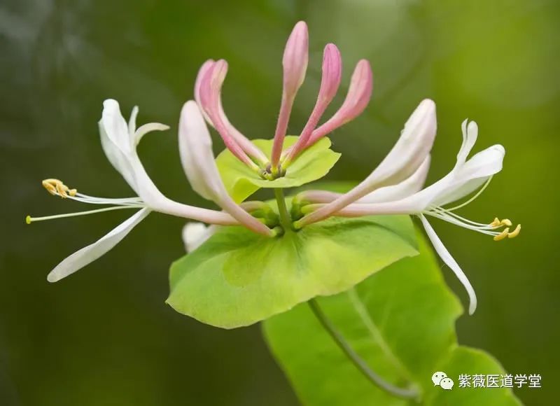Guide to the Use of Honeysuckle (Jin Yin Hua)