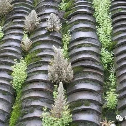 Folk Herbal Medicine: Wason (Sedum)