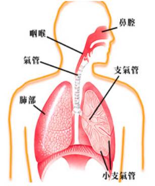 Common Ailments: The Common Cold